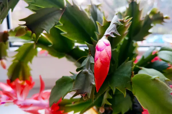 Bunga Mekar Dari Decembrist Tanaman Stok Gambar Bebas Royalti