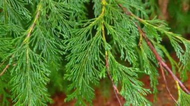 Ormanda ardıç ve thuja 'nın yeşil dalları