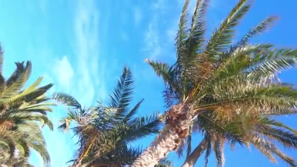 島の緑のヤシの木の下でリラックス — ストック動画