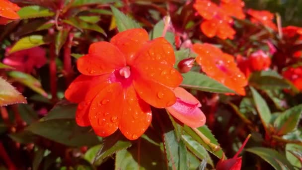 Краплі Води Від Дощу Квітучій Квітці — стокове відео