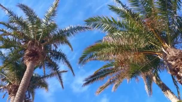 Uitzicht Groene Palmbomen Tegen Blauwe Lucht — Stockvideo