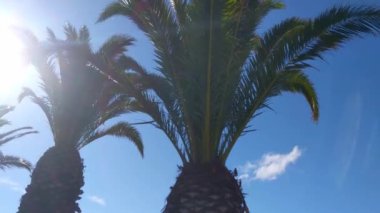 Tropik bir sahilde yeşil palmiye ağaçları. Sıcak ülkelerde tatiller