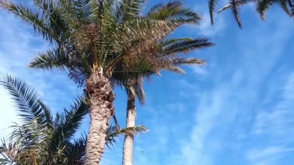 Het Vliegtuig Vliegt Lucht Tegen Achtergrond Van Groene Palmbomen — Stockvideo