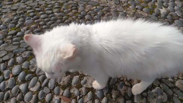 Eine Streunende Weiße Katze Miaut Obdachlose Tiere — Stockvideo