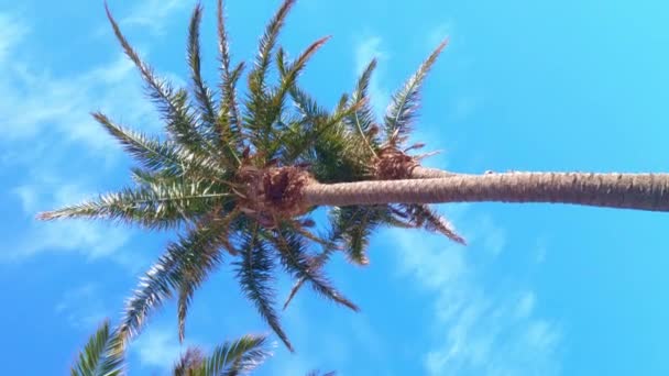 Dolny Wgląd Zielonej Palmy Błękitnym Niebie Wakacje Tropikach — Wideo stockowe