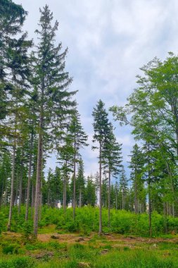 Polonya 'da bir milli parktaki yeşil genç orman