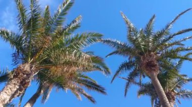 Tropik bir adada güzel yeşil palmiye ağaçları