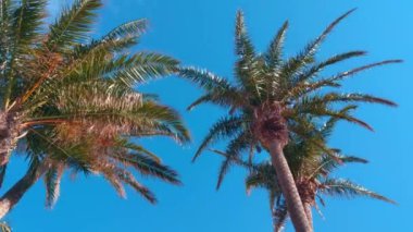 Mavi gökyüzünün arka planında güzel yeşil tropikal palmiye ağaçları