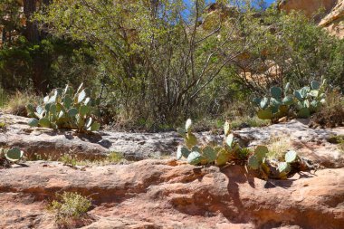 Ulusal parktaki kayalıklarda kaktüsler yetişir.