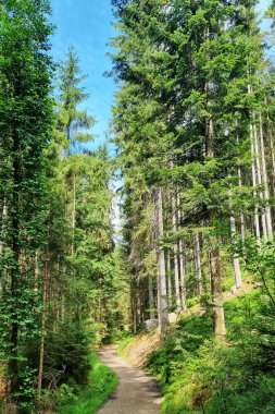Güneşli bir günde güzel yeşil orman manzarası