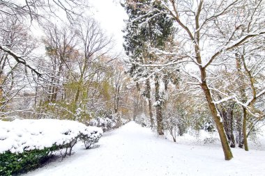 Parktaki kış masalı. Ormanda çok kar var.