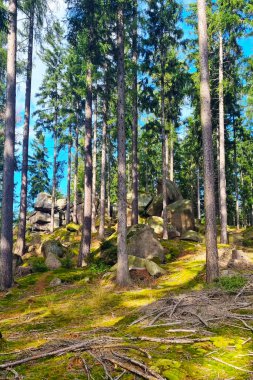 Güneşli bir günde güzel bahar orman