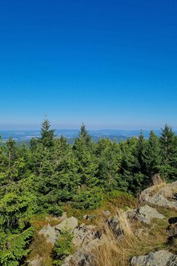 Dağdaki yeşil ağaçların manzarası