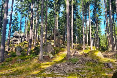 Açık yeşil çam ormanı yaz gününde