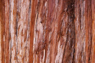 Parkta kırmızı bir ağaç gövdesine yakın çekim