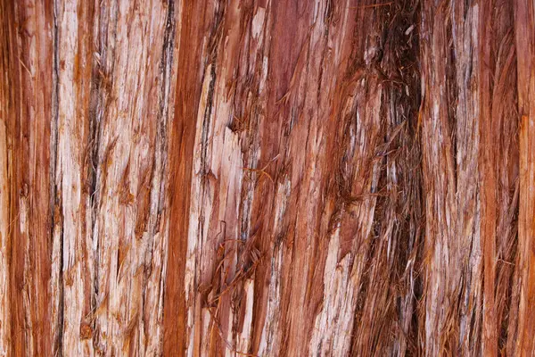 Parkta kırmızı bir ağaç gövdesine yakın çekim