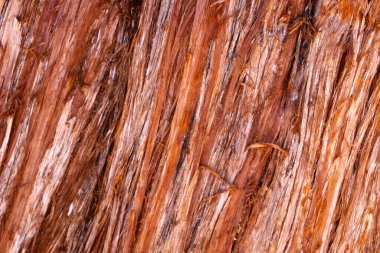 Ulusal bir parktaki sekoya ağacının kabuğunun dokusuna yakın çekim.