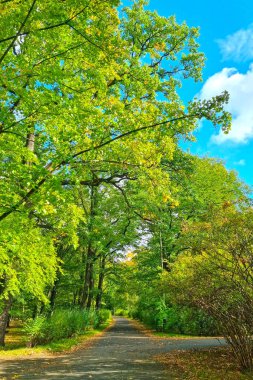 Yürüyüş yolları olan güzel yeşil bir park.