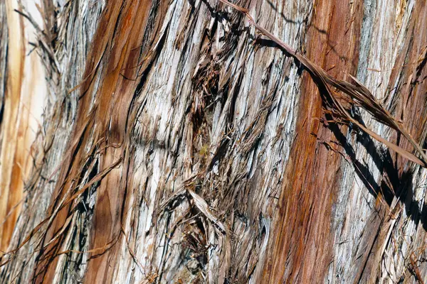 The texture of the bark of an old tree, sequoia. Tree background.