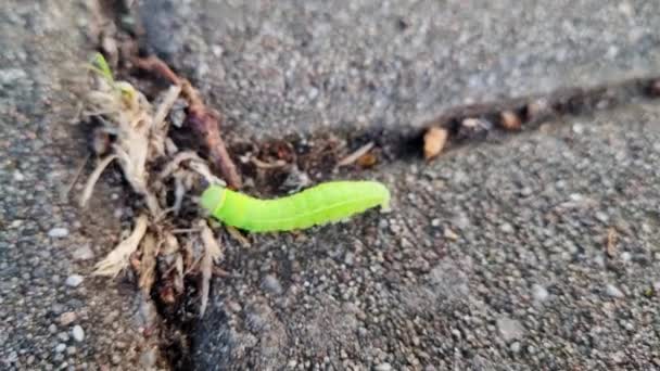 Green Caterpillar Slowly Moving Side Road Its Tiny Legs Propelling — Stock Video