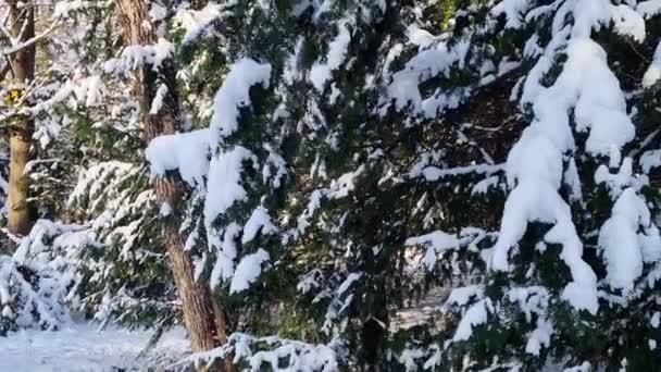 Békés Napfelkelte Arany Fényben Fürdeti Erdőt Kiemelve Hóval Borított Fenyőfákat — Stock videók