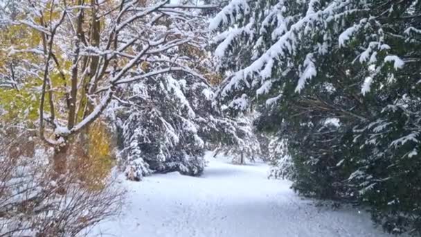 冬季森林里一条被雪覆盖的小道的景观 — 图库视频影像