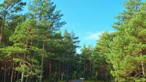 Klidná Procházka Odlehlé Stezce Lemované Vysokými Borovicemi Pod Jasnou Modrou — Stock video