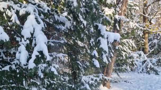 Ένα Άτομο Κάνει Σκι Στο Χιόνι Κοντά Στα Δέντρα Πλοηγώντας — Αρχείο Βίντεο