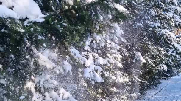 Człowiek Żegluje Śnieżnym Stoku Nartach Płynnie Szybko Sterując Ośnieżony Teren — Wideo stockowe