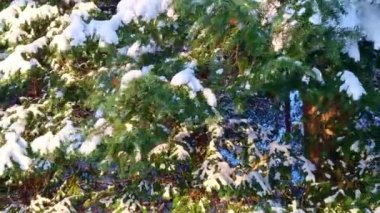 Karla kaplı bir çam ağacı sık bir ormanın hemen yanında duruyor ve kış manzarası sergiliyor. Ağaçların dalları karla doludur, yakındaki ormanın koyu yeşili karşısında. Şey...