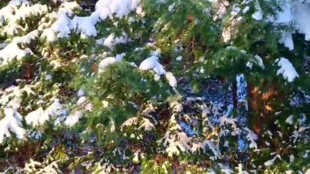 Pino Cubierto Nieve Encuentra Prominentemente Junto Denso Bosque Mostrando Paisaje — Vídeo de stock