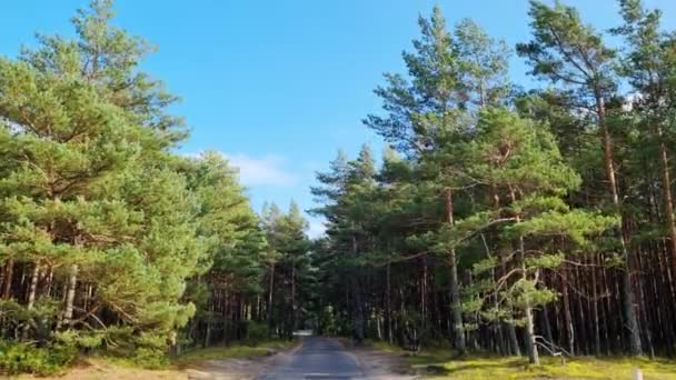 Cime Dei Pini Degli Alberi Nella Foresta Ondeggiano Nel Vento — Video Stock
