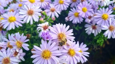 Parkta çiçek açan bir arı oturur..