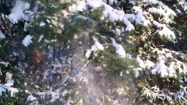 Lucfenyőágakról Földre Hullik Egy Téli Erdőben — Stock videók
