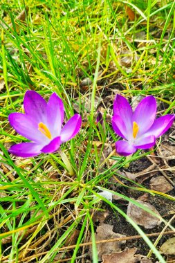 İki canlı mor çiçek yoğun, gelişen yeşil bir alanın tepesinde konumlandırılmıştır. Çiçekler zengin yeşilliklere karşı, çarpıcı bir kontrast oluşturuyor..
