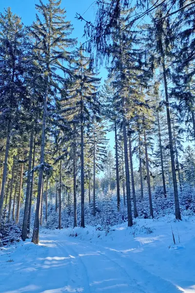 A dense forest covered in snow, filled with numerous trees stretching towards the sky. The ground is blanketed in white snow, creating a serene winter landscape.