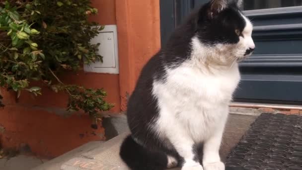 Fekete Fehér Macska Kényelmesen Lépcsőn Nyugodtan Figyeli Környezetét Macska Nyugodtnak — Stock videók