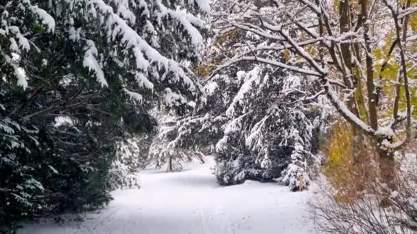 Der Wind Bläst Winter Schnee Aus Den Baumwipfeln Park — Stockvideo