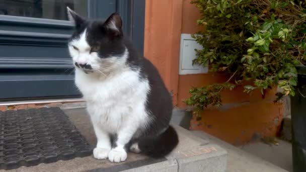 Gato Blanco Negro Está Sentado Escalón Lado Una Puerta Observando — Vídeo de stock