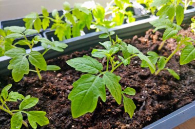 Değişen boyutlarda ve türlerde çeşitli saksı bitkileri bir kabın içine yerleştirilerek canlı ve çeşitli yeşil bir ekran oluşturulmuştur..