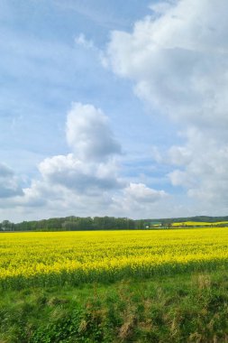Pofuduk Bulutlu Mavi Gök 'ün Altında Canlı Sarı Tecavüz Tohumu Alanı.