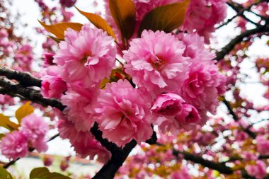 Canlı Pembe Kiraz Çiçekleri İlkbahar Gökyüzüne Karşı Tam Çiçek Açtı.