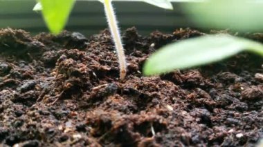 Genç Domates Tohumu Güneş Işığı Bahçesindeki Zengin Topraktan Çıktı.