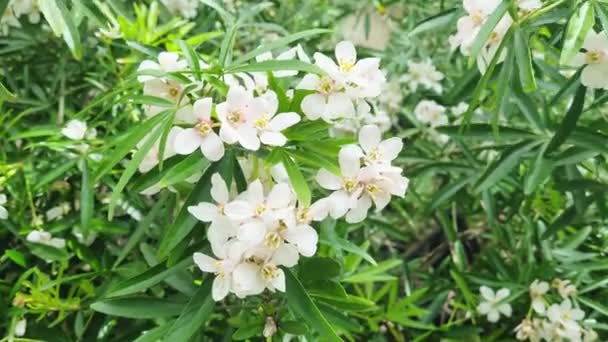 Close Flores Brancas Delicadas Florescendo Jardim Exuberante — Vídeo de Stock