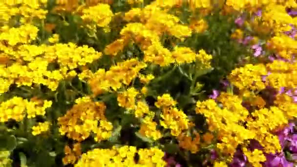 Levande Gula Alyssum Blommor Full Blom Trädgård — Stockvideo