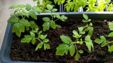 Sağlıklı Domates Tohumları Kapalı Konteynır Bahçesinde büyüyor.