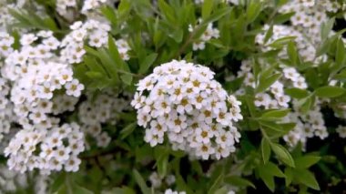 Çiçek Açan Beyaz Alyssum Çiçeklerinin Yakın Görüntüsü.