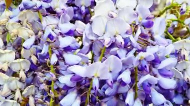 Çiçek açan salkım çiçeklerinin canlı yakın çekimi narin mor ve beyaz taç yapraklarını tamamen açmış olarak sergiliyor. Bahar temalı tasarımlar, doğadan esinlenilmiş baskılar ve çiçekli arka planlar için mükemmel.