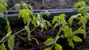 Bir seranın içindeki verimli topraklarda yetişen genç domates fideleri, bahçıvanlığın ve tarımın ilk aşamalarını temsil ediyor. parlak yeşil yapraklar ve yapılandırılmış dikim sıraları kontrollü bir