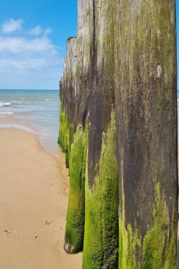 Yeşil yosun yetişen kumlu bir sahil boyunca eskimiş ahşap direkleri yakın çekim. Sakin sahne, berrak mavi gökyüzü ve sakin okyanus dalgalarıyla tamamlanır ve kıyı tasarımı teması, duvar sanatı ve doğayla ilgili projeler için ideal hale gelir..